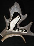 Alaska Gifts - Caribou antler with jumping salmon